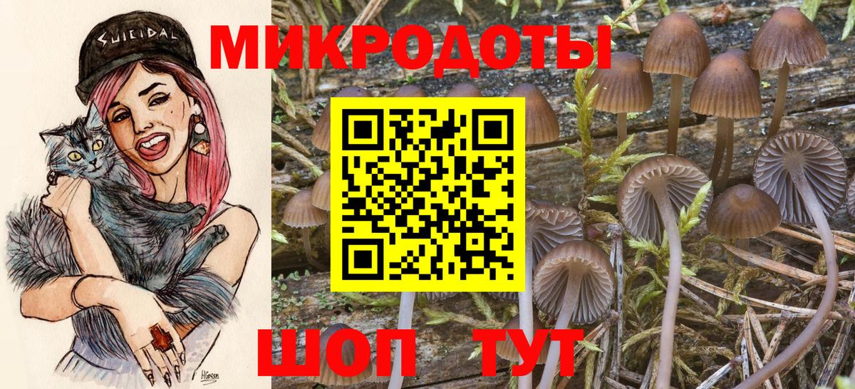 Псилоцибиновые грибы Psilocybine cubensis Севастополь